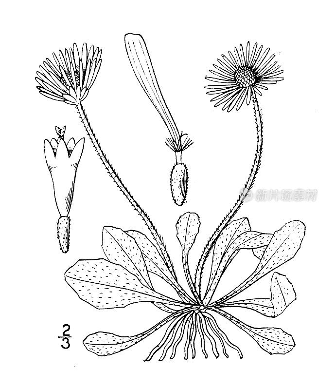 古植物学植物插图:Bellis perennis，欧洲雏菊